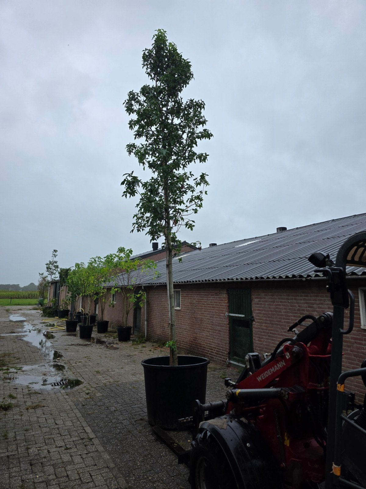 liquidambar palo alto in pot xxl, Tuin en Terras, Bloeit niet, Volle zon, In pot, Overige soorten
