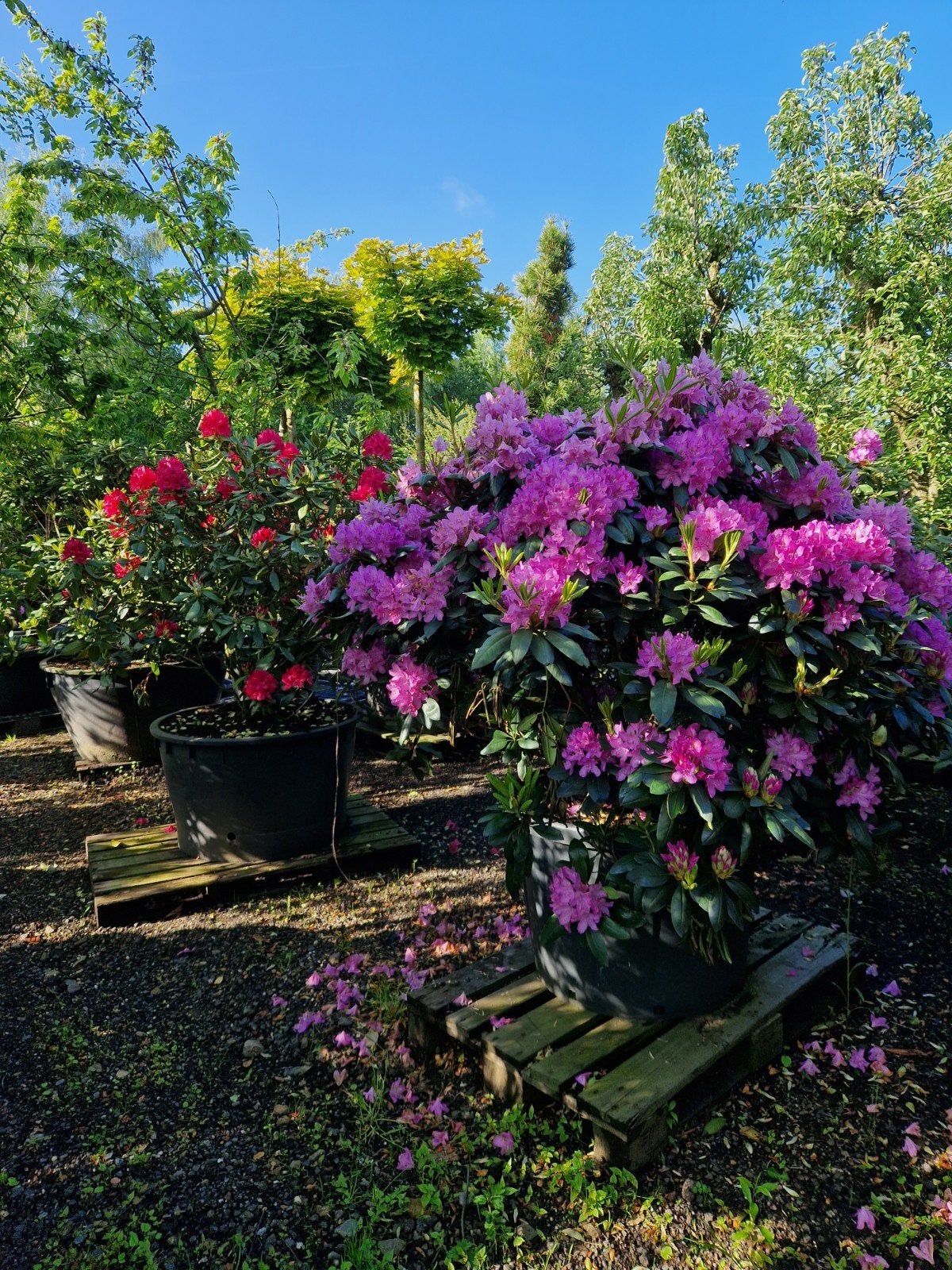 Rhododendron 'Roseum Elegans' XXL - Prachtige Roze Bloemen, Vaste plant, Halfschaduw, Lente, Ophalen