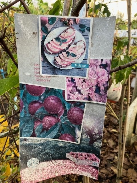 Nectarine en perzik, Overige soorten, Volle zon, Vaste plant, Ophalen of Verzenden