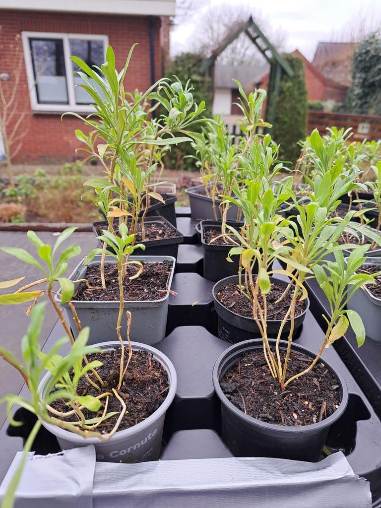 Erysimum fire king   muurbloem, Ophalen, Overige soorten, Volle zon