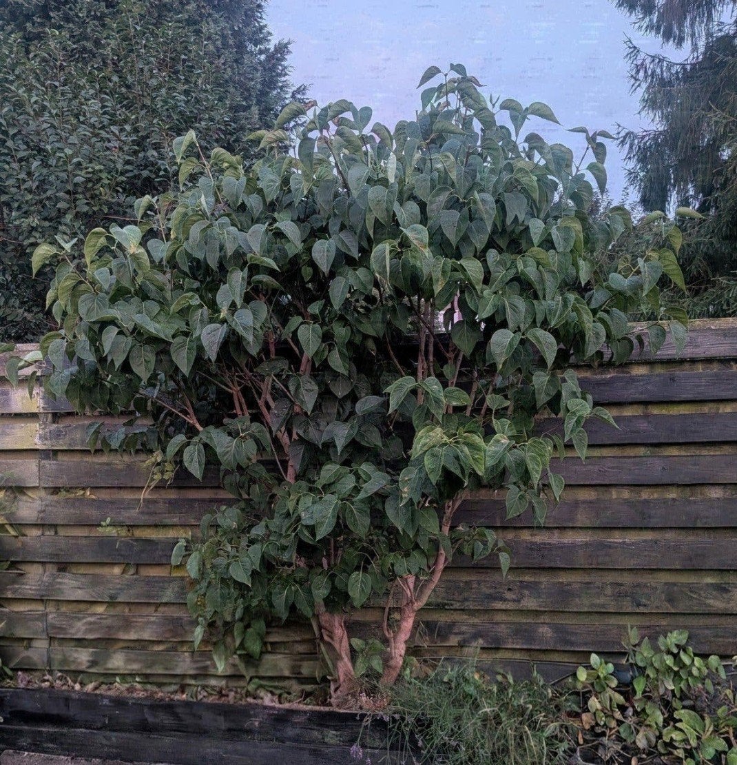 Vlinderstruik - volwassen 'White Profusion', Overige soorten, 100 tot 250 cm, Zomer, Ophalen