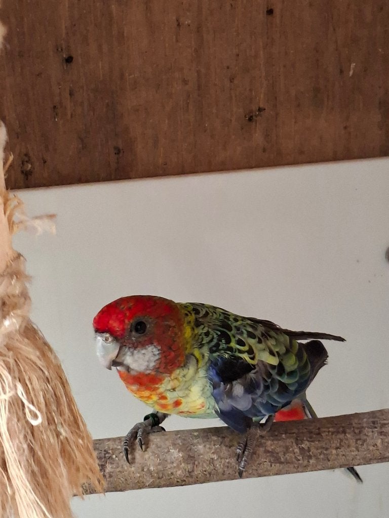 Rosella man, Mannelijk, Parkiet, Geringd