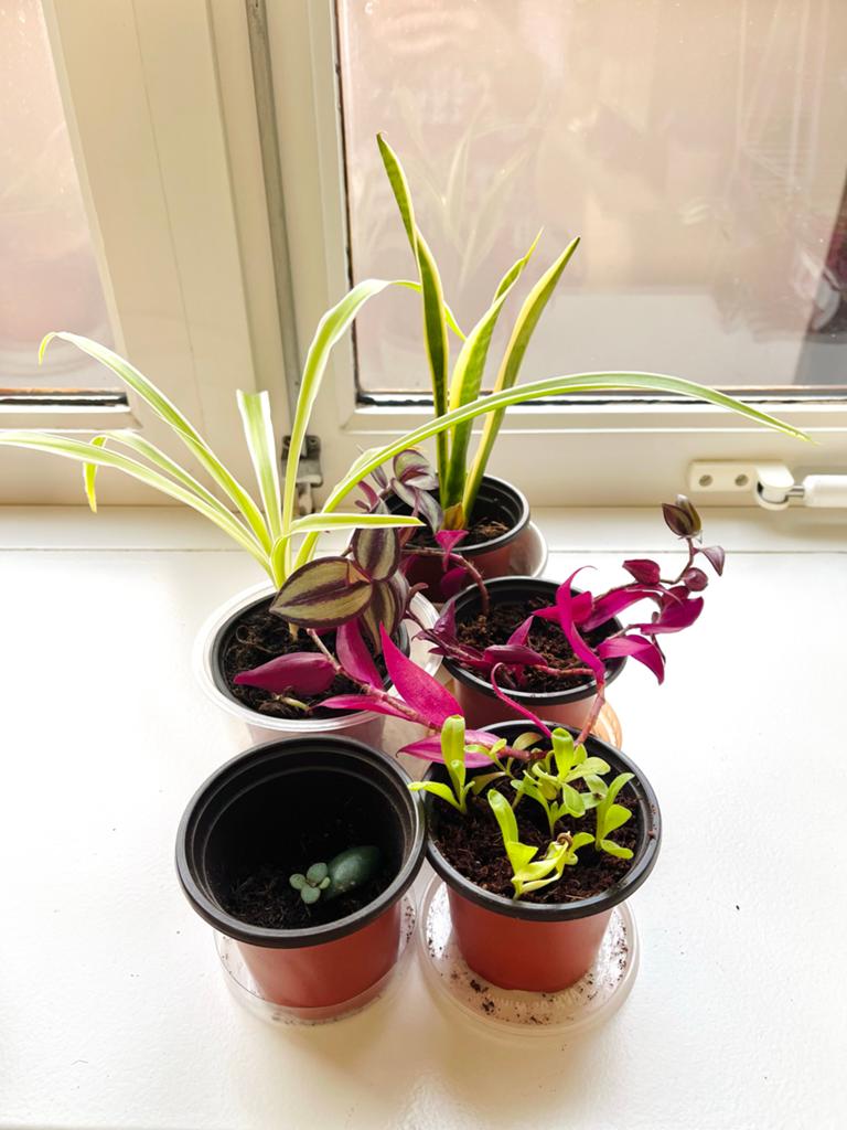 Set van 5 diverse kamerplanten, Huis en Inrichting, Kamerplanten, Ophalen, Overige soorten, Halfschaduw, In pot