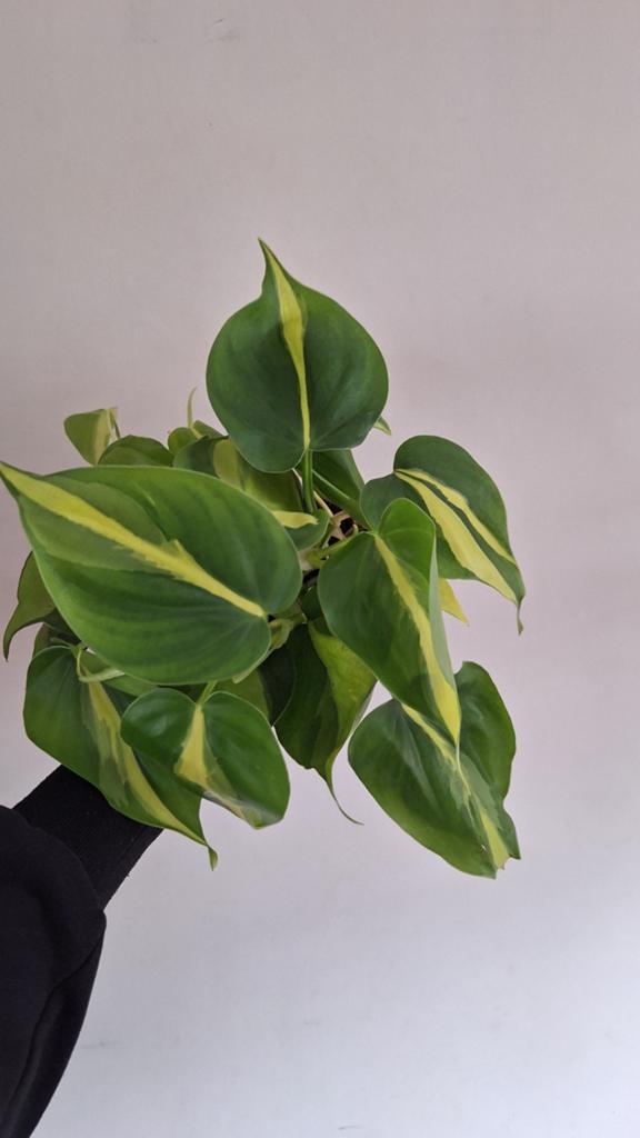 Philodendron Brazil hangplant, Ophalen, Halfschaduw, Minder dan 100 cm