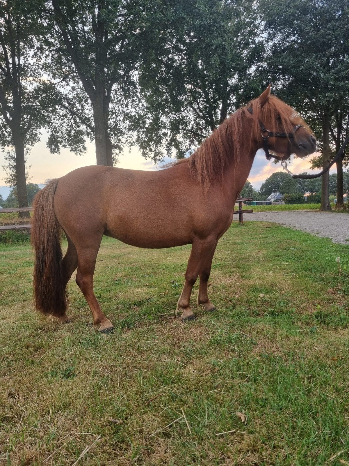 Super mooie merrie te koop, Merrie, A pony (tot 1.17m), Met stamboom, 3 tot 6 jaar