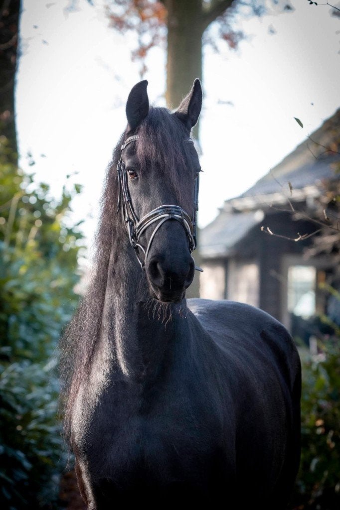 Friese merrie Harmen x Piter, Merrie, 11 jaar of ouder, Met stamboom, Z