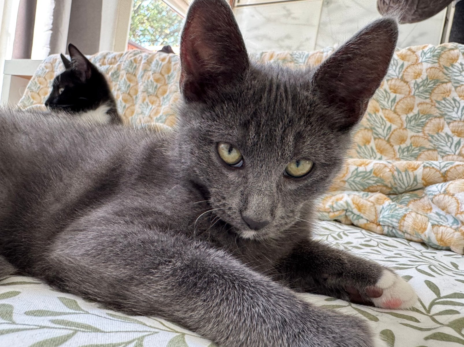 🐱💕 2 lieve kittenzusjes Perla & Suzie – ALLEEN SAMEN! 🐾, Dieren en Toebehoren, Meerdere dieren, Langharig, 0 tot 2 jaar
