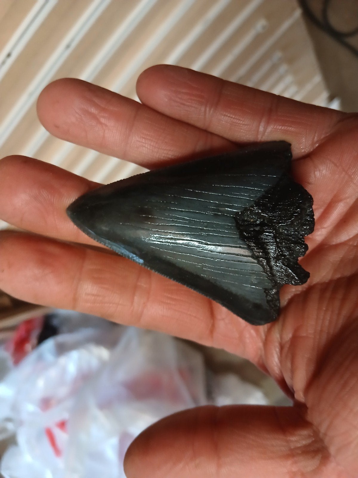Grote fossiele haaientand - Megalodon, Ophalen of Verzenden, Fossiel