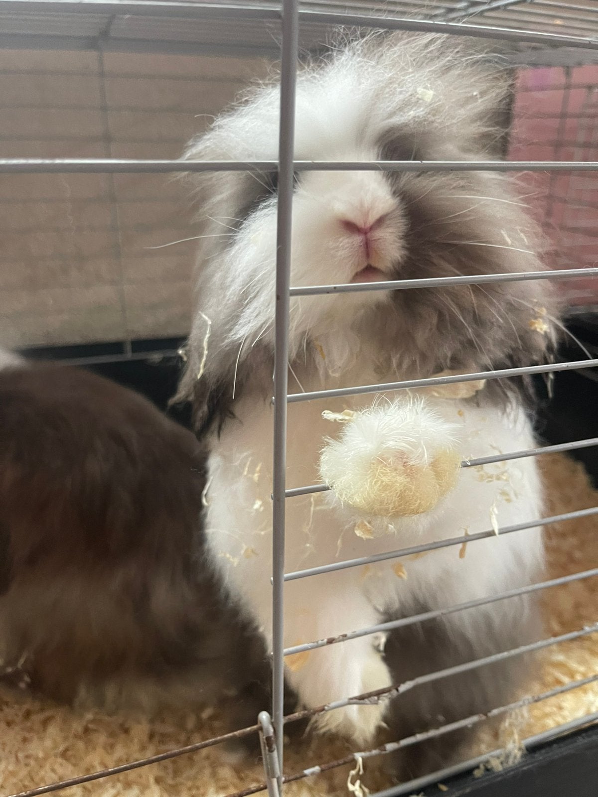 Teddy widders, Dieren en Toebehoren, Meerdere dieren, Dwerg, 0 tot 2 jaar