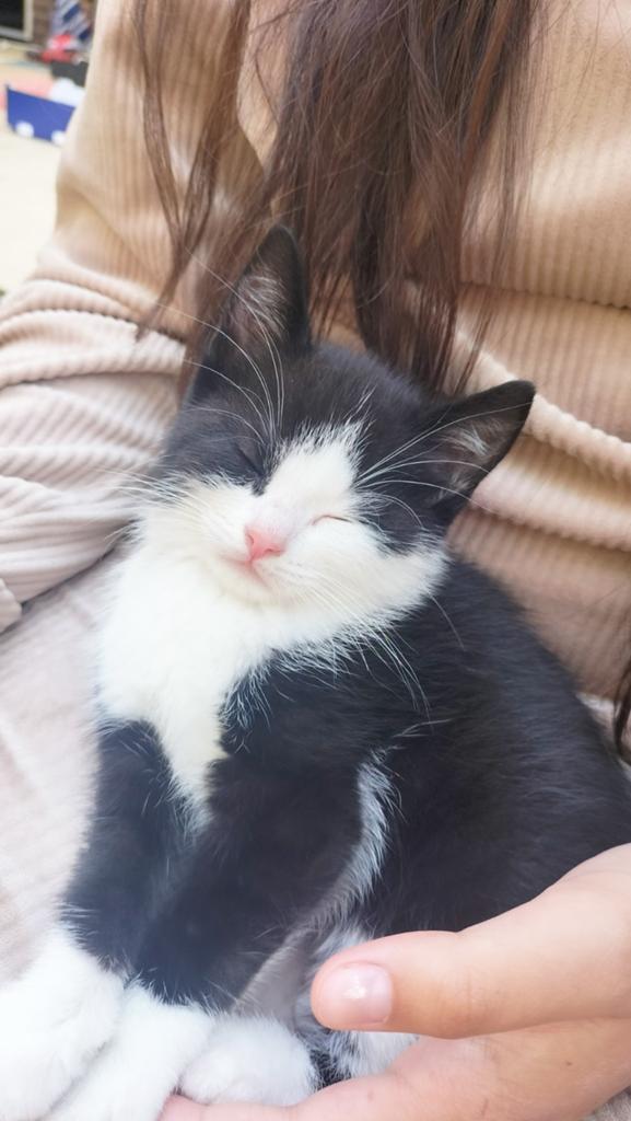 Kittens 4 stuks mogen over een week weg, Kater