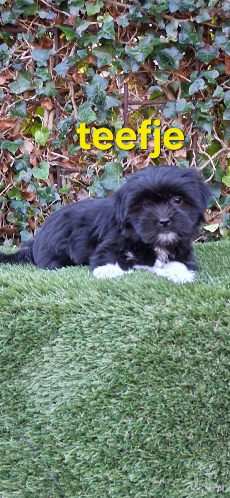 te koop mooie speelse boomer pups, Dieren en Toebehoren, Overige rassen, CDV (hondenziekte), 8 tot 15 weken, Teef