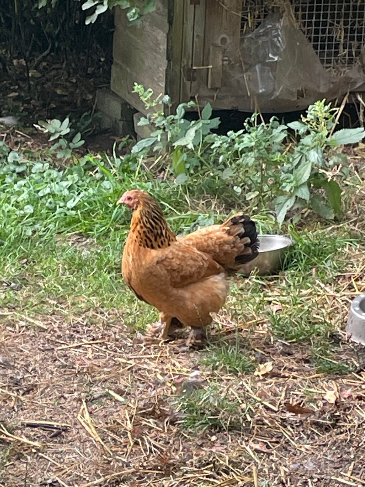 Hennen, kruising brahma en barnevelder, Dieren en Toebehoren, Pluimvee, Vrouwelijk, Kip