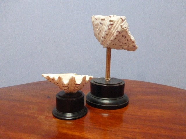 2 doopvontschelpen op voet gemonteerd., Ophalen of Verzenden, Schelp(en)