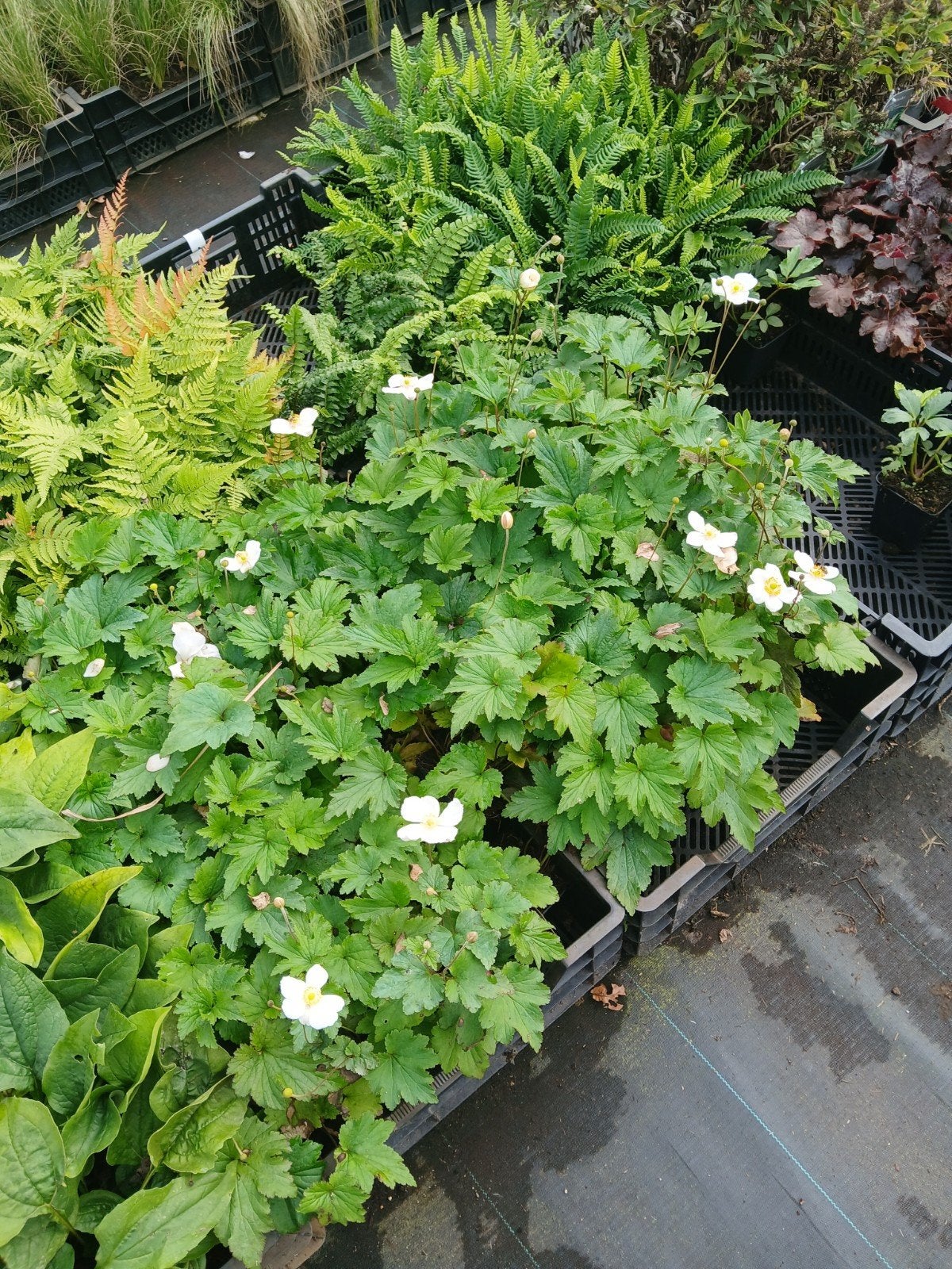 Herfstanemoon 'Honorine Jobert' in p9 potten, Overige soorten, Vaste plant, Ophalen of Verzenden, Halfschaduw
