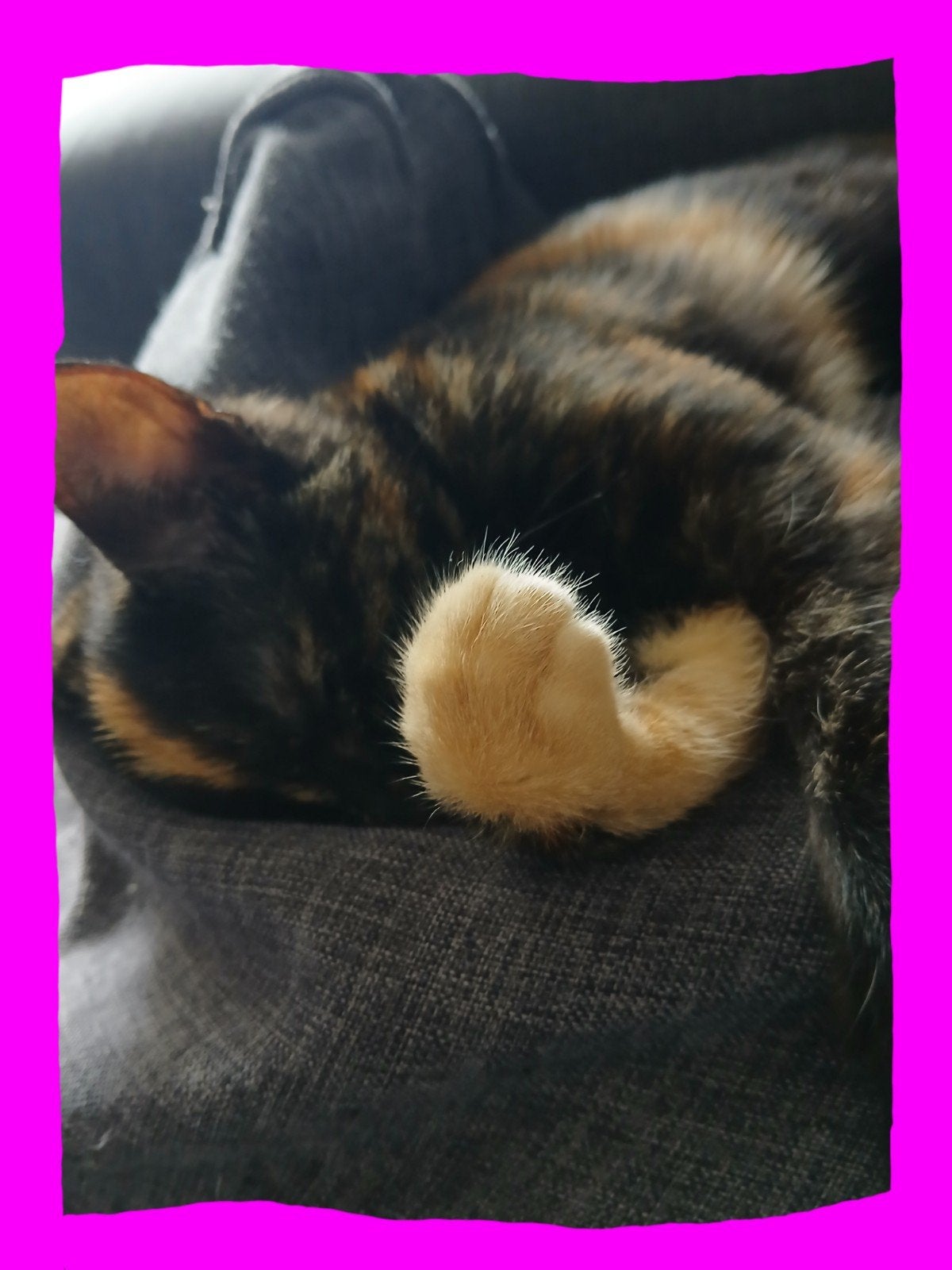 💙🩷Fijn huisje gezocht voor lieve kittens🩷💙, Meerdere dieren, Ontwormd, 0 tot 2 jaar