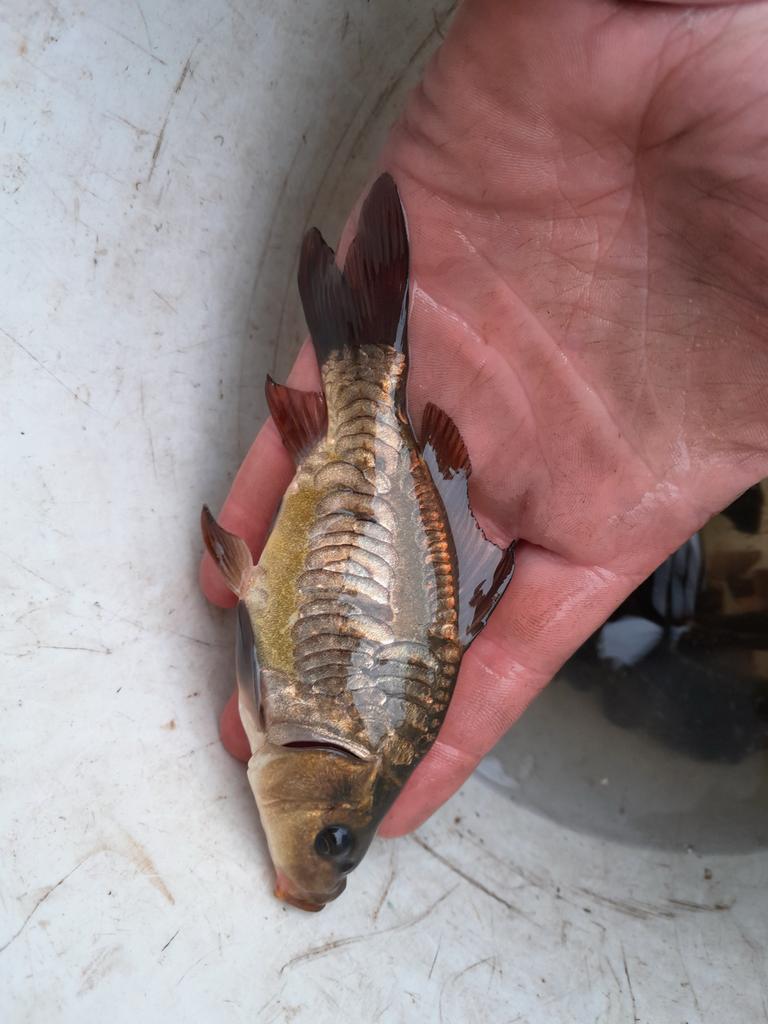 Spiegelkarpers, Dieren en Toebehoren, Vissen | Vijvervissen, Karper of Koi