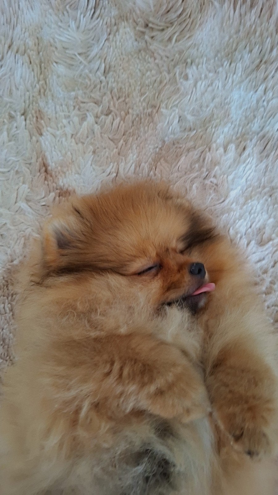 Pomeriaan ( België )
 Exclusieve Pomeranians u, België, Particulier, 15 weken tot 1 jaar, Reu