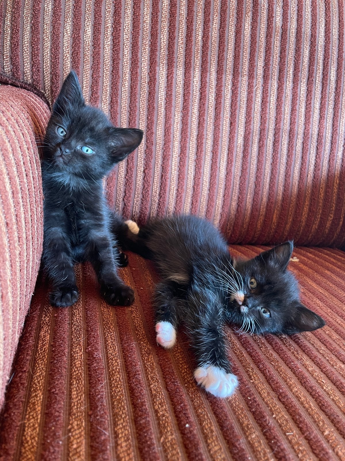 Twee lieve kittens, Dieren en Toebehoren, Meerdere dieren, Kortharig, 0 tot 2 jaar