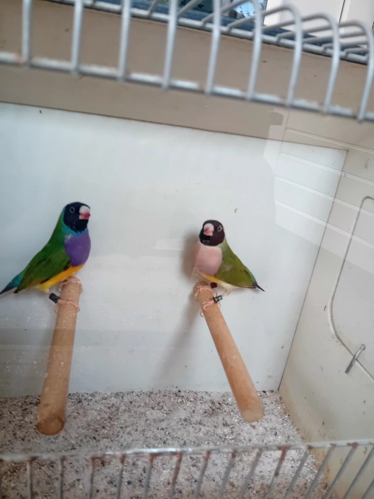 groene goudamadines te koop, Dieren en Toebehoren, Mannelijk