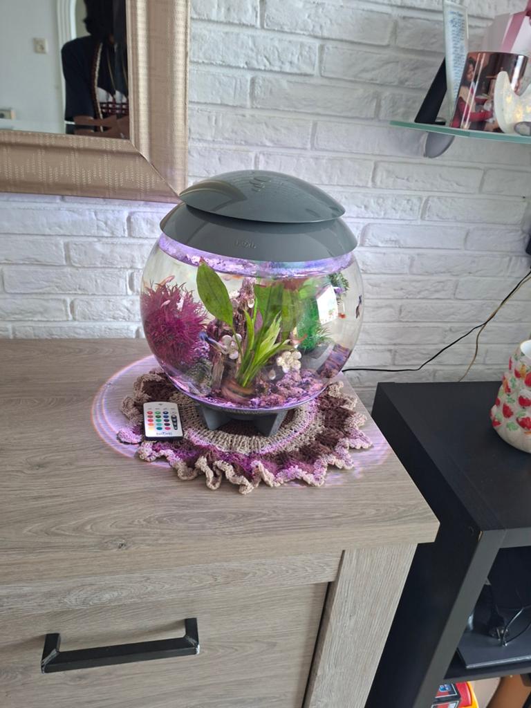 15 guppies te koop met qauruim, Ophalen, Gevuld zoetwateraquarium