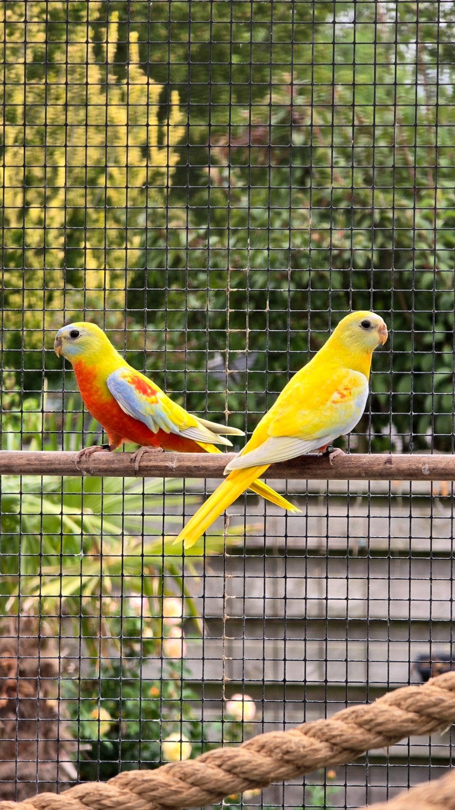 3 Turquoisine parkieten, Dieren en Toebehoren, Meerdere dieren, Parkiet, Geringd