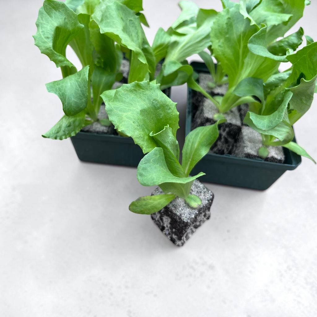 Biologische ijsbergsla groente planten, Ophalen, Eenjarig, Groenteplanten, Volle zon