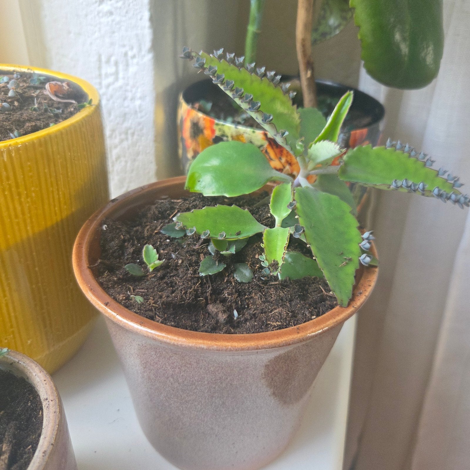 Moeder van Duizenden stekjes (Kalanchoe daigremontiana), Ophalen, Overige soorten, Halfschaduw, In pot