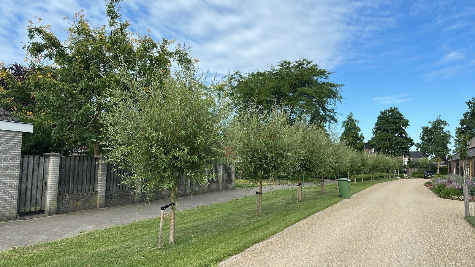 Wilgentakken (van 18 bomen) gratis afhalen