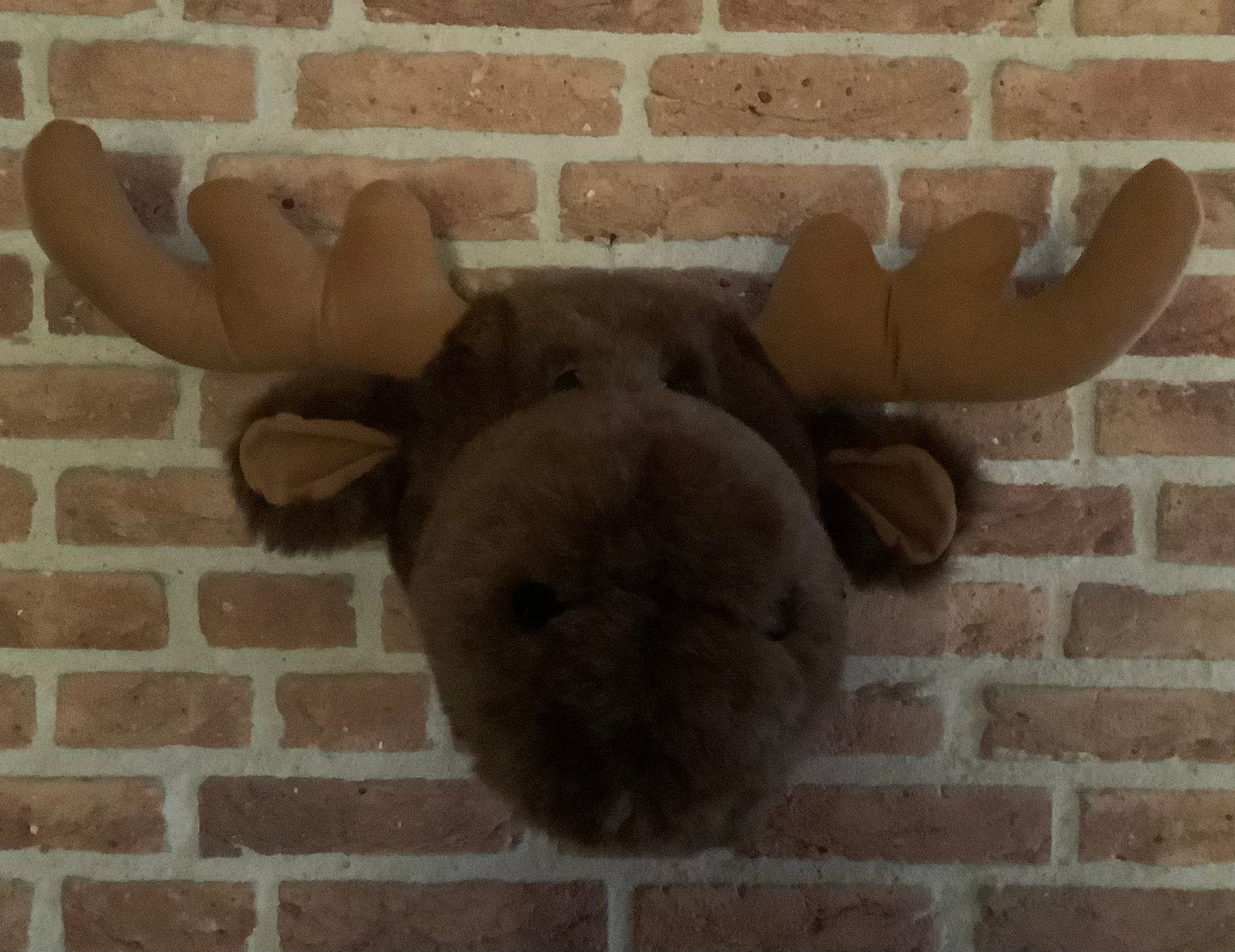 ELAND muur knuffel, wanddecoratie, knuffel voor aan de muur, Overige materialen, Overige stijlen, Nieuw, Ophalen of Verzenden