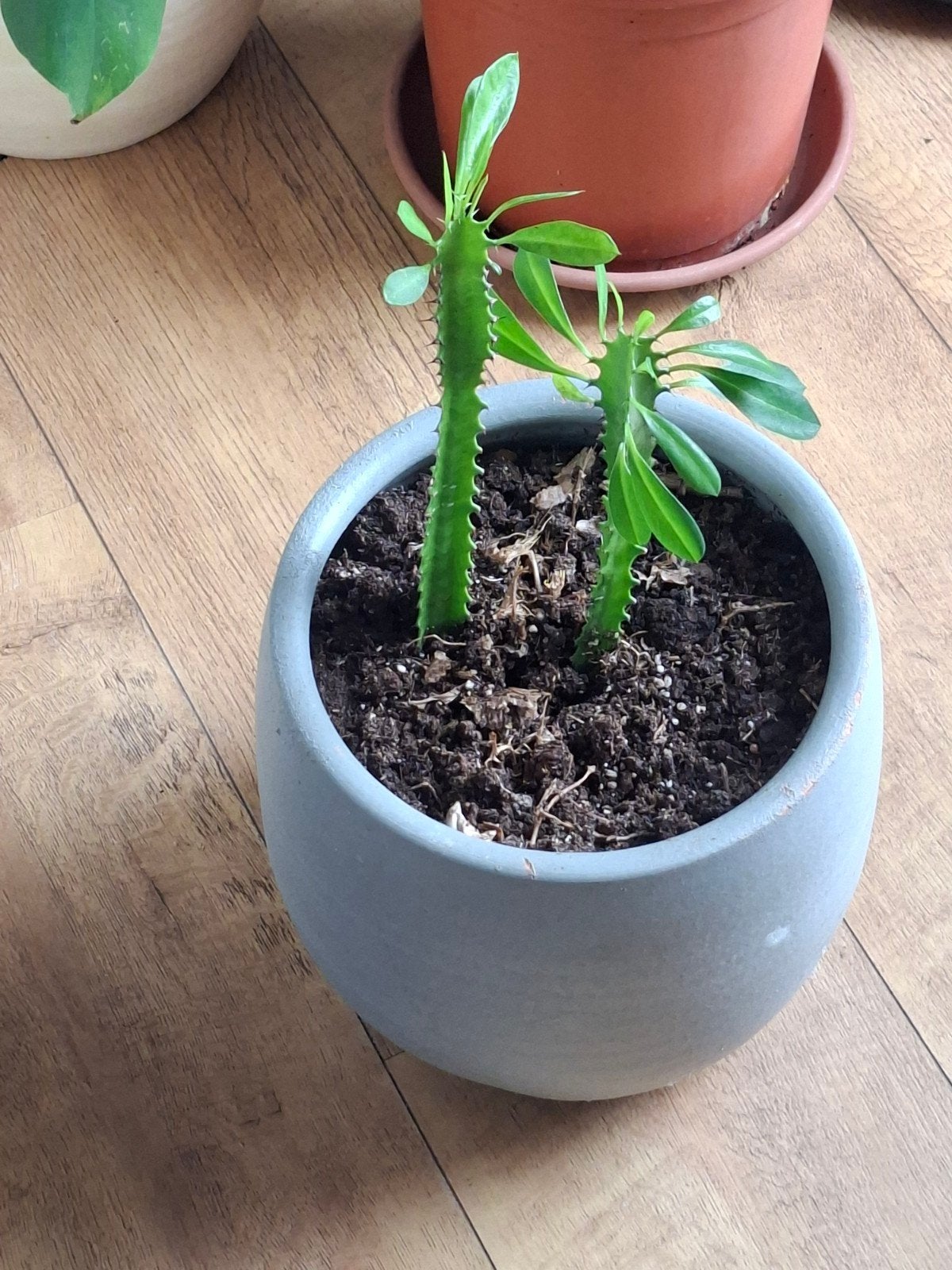 Euphorbia Trigona (Afrikaanse Melkboom) in pot, Ophalen, Vetplant, In pot, Minder dan 100 cm