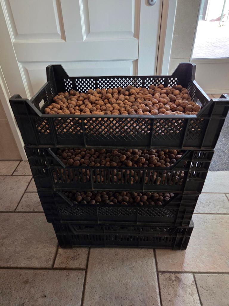 Walnoten oogst 2025 te koop, Ophalen