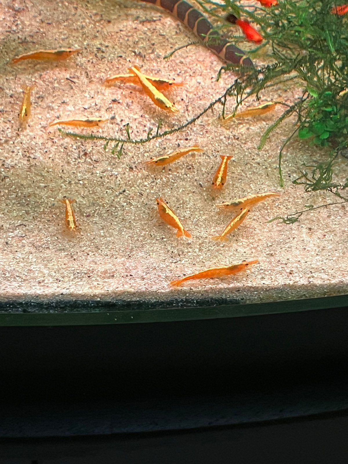 Gele Neocaridina garnalen, Kreeft, Krab of Garnaal, Zoetwatervis, Schoolvis