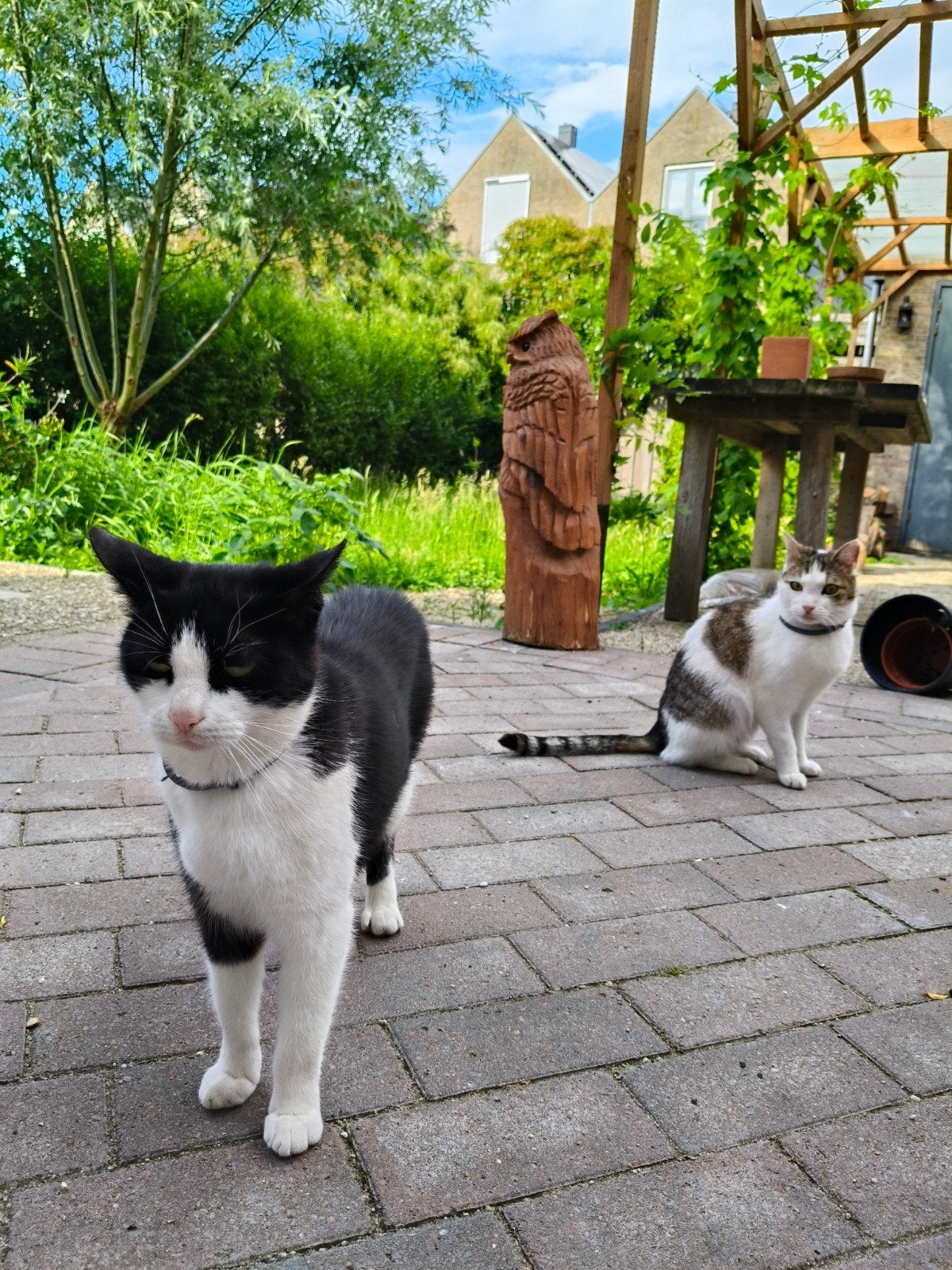 Gratis: twee (vegan) katten., Kater, Kortharig, 6 jaar of ouder