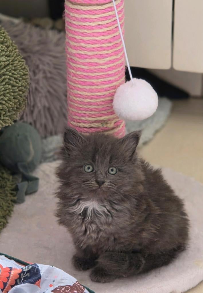 Siberische kittens Beschikbaar, Meerdere dieren, Gechipt, 0 tot 2 jaar