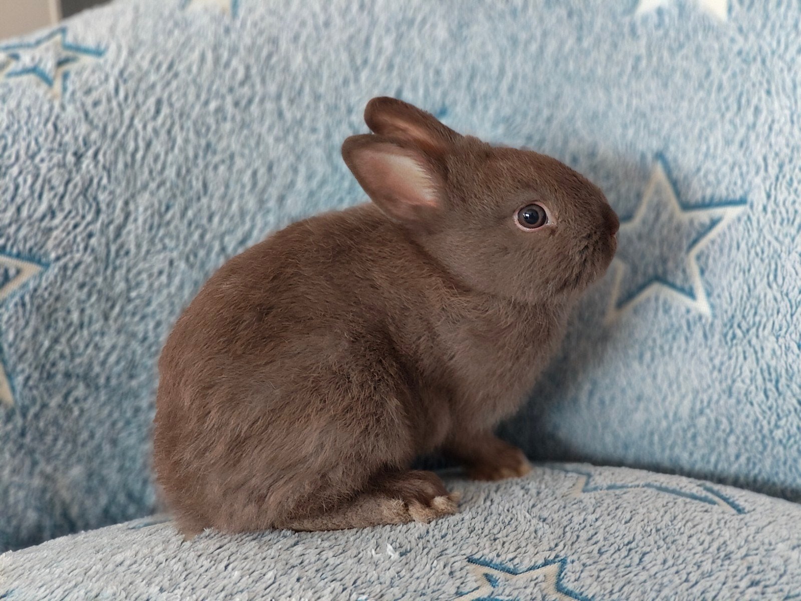 Jonge dwergkonijntjes, kleurdwerg , verschillende kleuren, Dieren en Toebehoren, Konijnen, Meerdere dieren