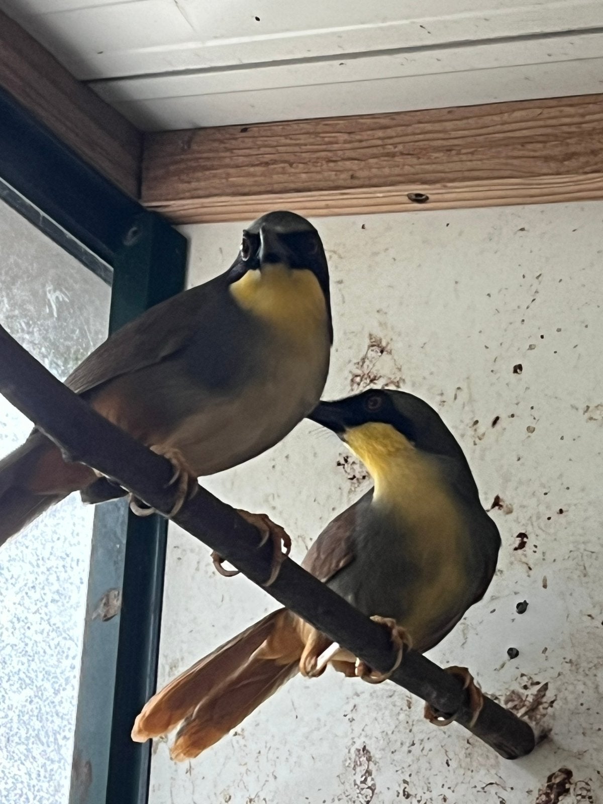 Mooie soorten vogels te kopp, Dieren en Toebehoren, Vogels | Overige Vogels, Meerdere dieren, Geringd