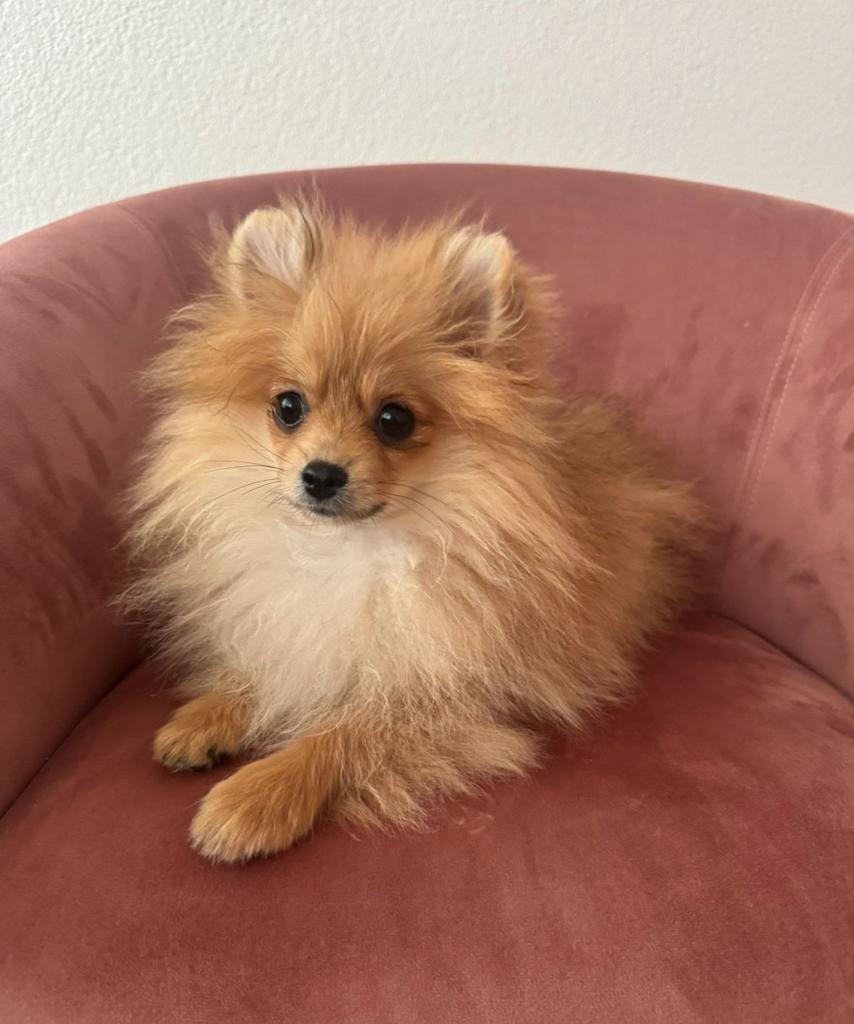 Pomeriaan Teefje Pup Orange, Keeshond, 8 tot 15 weken, Teef, Parvo