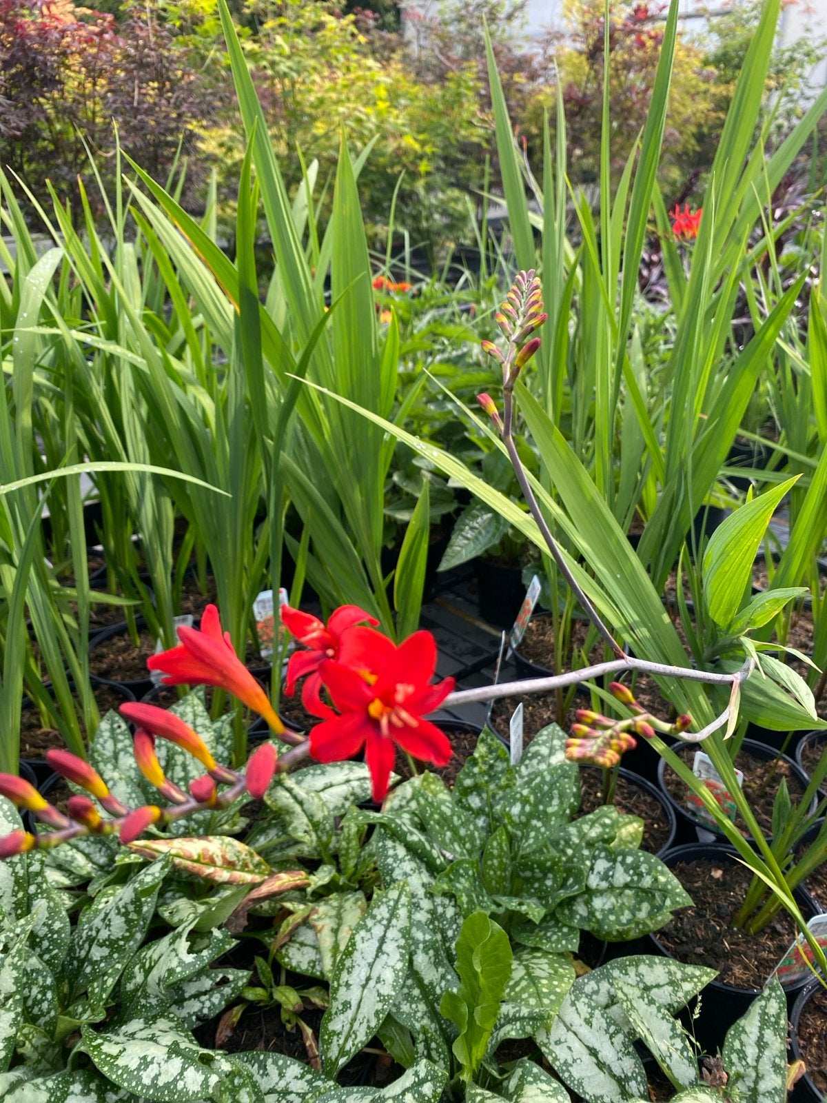 Crocosmia 'Lucifer' - Vurige Rode Bloemen voor uw Tuin, Tuin en Terras, Volle zon, Vaste plant, Zomer, Ophalen