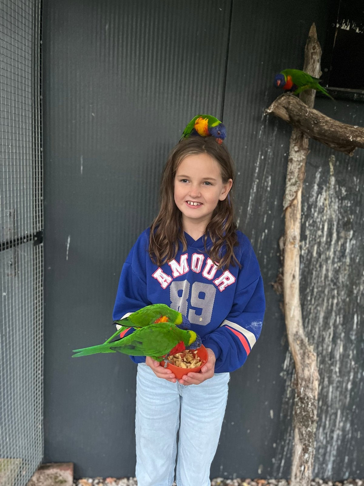 Lori v de blauwe bergen, Meerdere dieren, Geringd