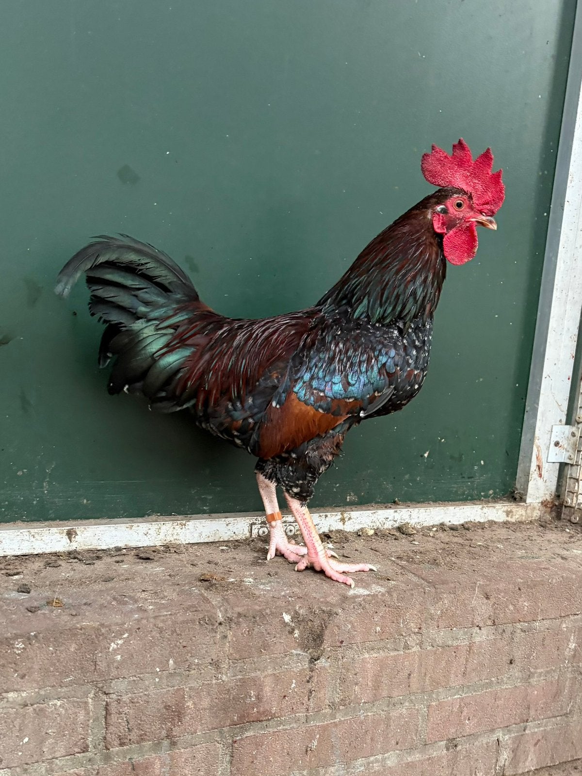 Tiko, mooie haan, Mannelijk, Kip