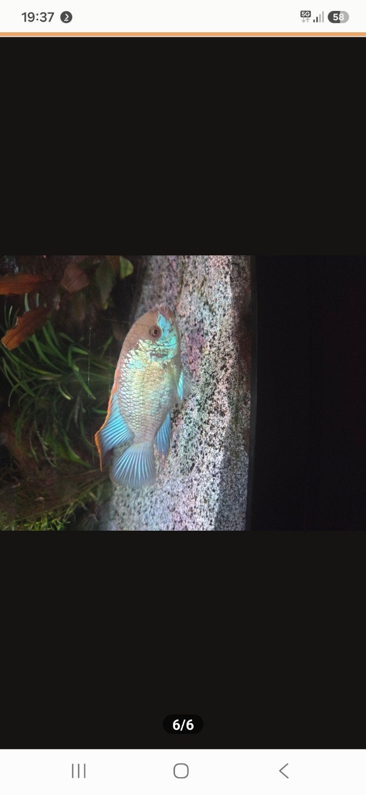 Electric Blue Acara, Dieren en Toebehoren, Vissen | Aquariumvissen, Vis