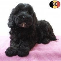 Cockapoo, Abrikoos, Zwart & Black and Tan - pups te koop, België, Handelaar, CDV (hondenziekte), 8 tot 15 weken