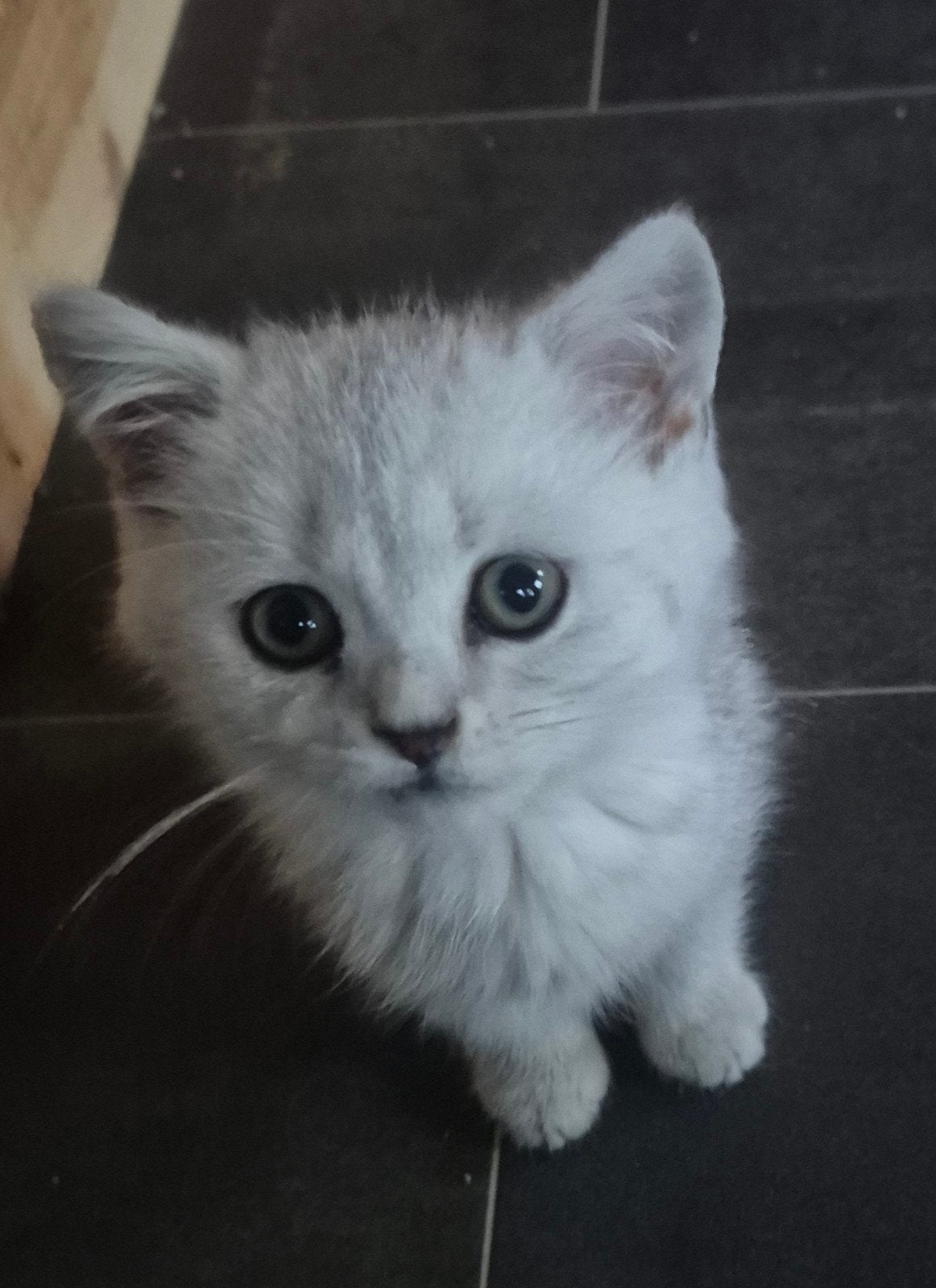 Prachtige  en hele lieve britse korthaar kittens  te koop, Meerdere dieren, Gechipt, 0 tot 2 jaar