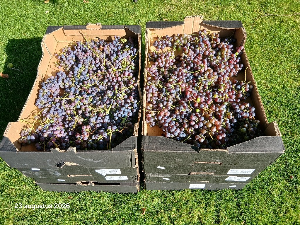 druiven, Tuin en Terras, Ophalen, Overige soorten, Volle zon
