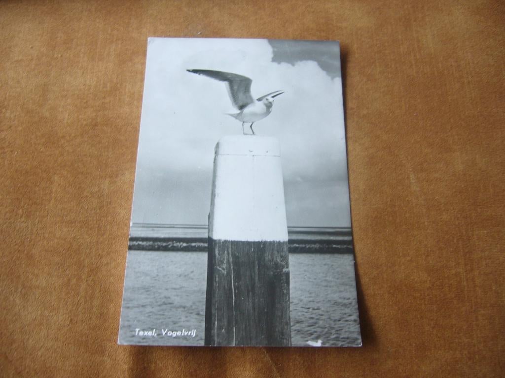 TEXEL  =  VOGELVRIJ  - MEEUW, Ophalen of Verzenden, 1940 tot 1960, Gelopen, Waddeneilanden