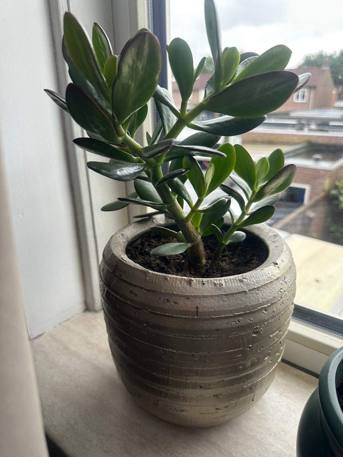 Crassula, Ophalen, Halfschaduw, Minder dan 100 cm