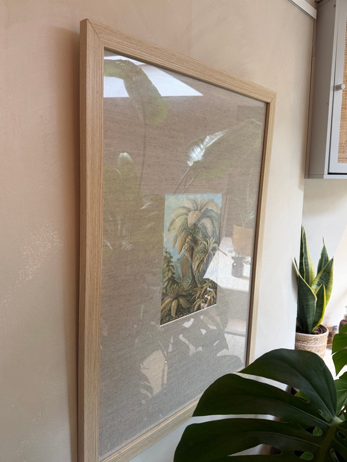 Ingelijste Ernst Haeckel print met passe-partout, Ophalen, 50 – 75, Gebruikt, Print