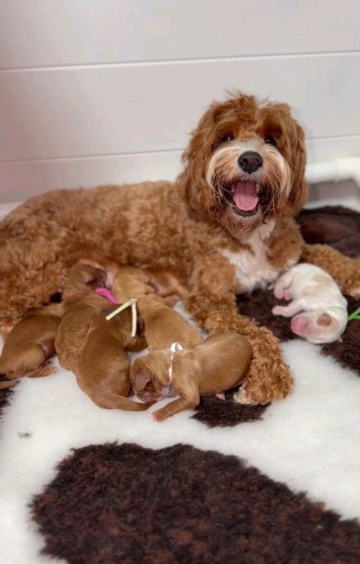 Australian labradoodle pups mini met stamboom, Overige rassen, 8 tot 15 weken, Meerdere, Meerdere dieren