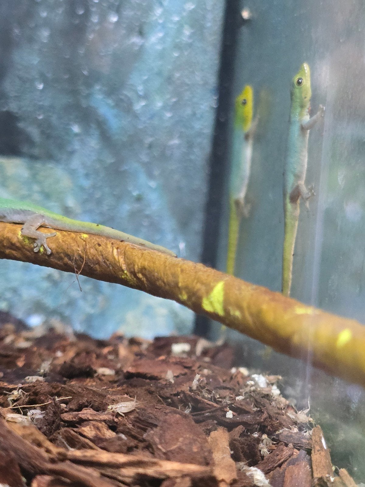 lygodactylus conraui meerdere dieren beschikbaar, Hagedis, 0 tot 2 jaar
