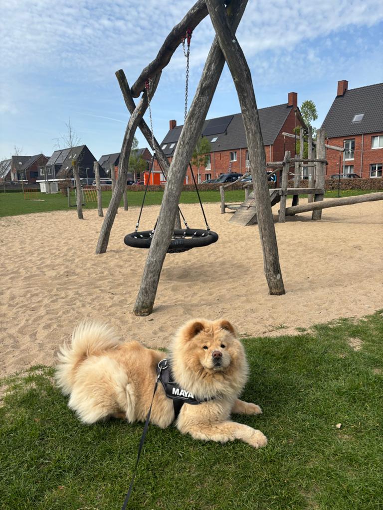 Chow chow teefje van 5 jaar, Dieren en Toebehoren, Particulier, Keeshond, Buitenland, Teef